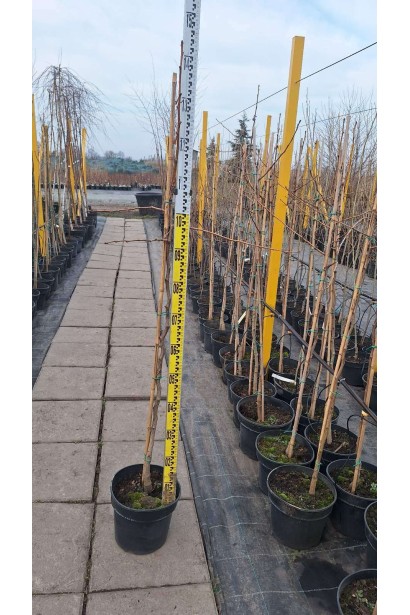 Гінкго дволопатеве - 7,5л/вис.140-160см/Ø35-45см